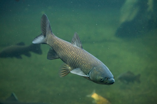 The grass carp, another invasive fish that is threatening native species