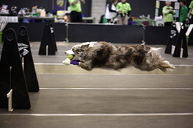 Inside Events: North American Flyball Association