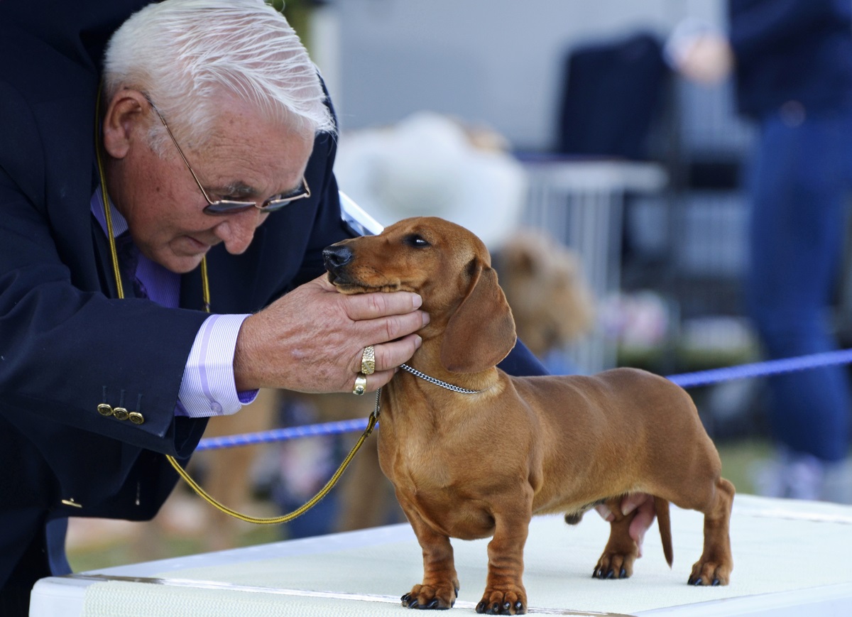 Miniature Dachshund Westminster Dog Show Dachshund 2019 Dachshund