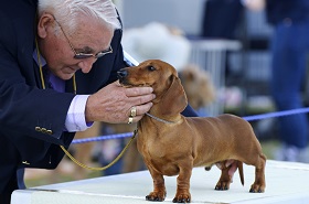Inside Events: Westminster Kennel Club Dog Show