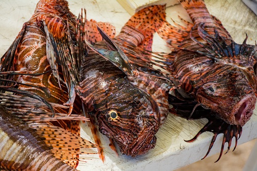 Lionfish are a threat