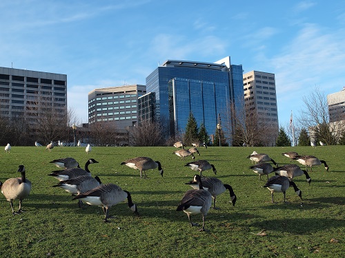 Geese infestation