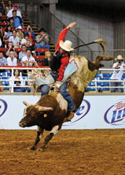 Photo courtesy of Mesquite Championship Rodeo