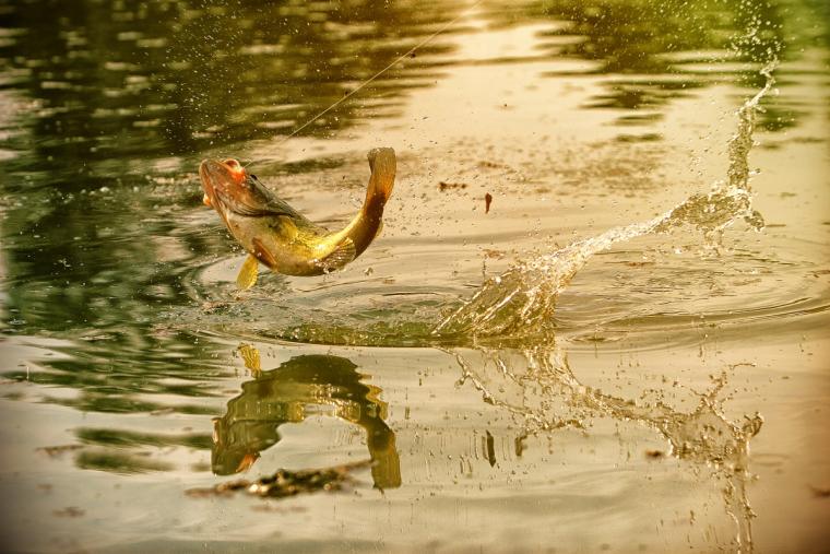 The Association of Collegiate Anglers Announces Schedule for 2027 Bass Pro Shops Collegiate Bass Fishing Series