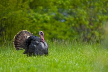 Let's Talk Turkey in Mobile