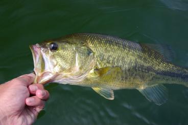 Orange Lake Readies for Kubota Heavy Hitters Presented by Bass Pro Shops All-Star Event; $100K Payday for One Bass
