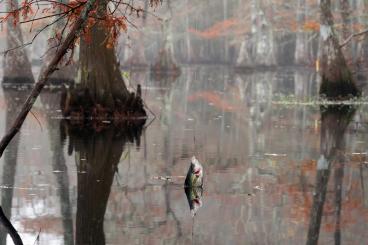 The old reels that are donated will go to the Alabama Department of Conservation and Natural Resources for usage in various programs.