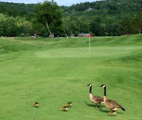 Sports Venues Struggling to Manage Geese Populations
