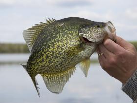 Crappie Participants will compete for $125,000 in cash and prizes.