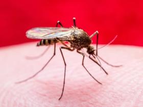 Malaria Cases in Florida and Texas: Are They a Threat to Sports?