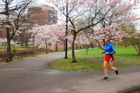 Cherry Blossom runner