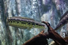 Wanted Dead or Alive (But Mostly Dead): Invasive Fish Species