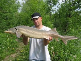 Fishing Destinations Fighting Having Sturgeon Put on Endangered Species List