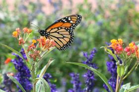 Audubon International announces that its popular Monarchs in the Rough program continues to make a positive impact at golf courses throughout America, and that there is room for up to 20 more courses to get started immediately.
