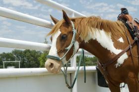 Fort Worth Welcomes Spirit Event, Stock Show