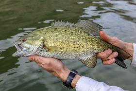 Capitalizing on a shad spawn will be key at Lake Norman Open