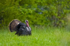 Let's Talk Turkey in Mobile