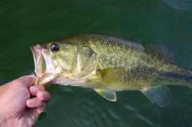 Orange Lake Readies for Kubota Heavy Hitters Presented by Bass Pro Shops All-Star Event; $100K Payday for One Bass