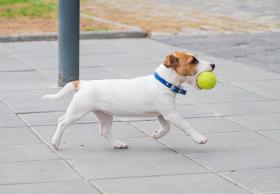 AKC Fast CAT Returns to Harborcreek Community Park This Weekend