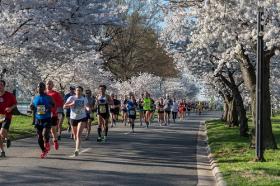 CherryBlossom_Smaller