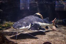 Fishermen donated catfish to soup kitchebns