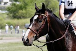 2025 Breeders Cup to be Hosted at Del Mar Thoroughbred Club