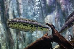 Wanted Dead or Alive (But Mostly Dead): Invasive Fish Species