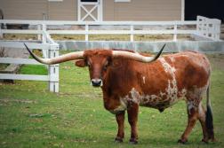 Abilene to Host the 2025 Texas Longhorn Breeders Association of America World Expo