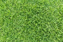 Innovative Golf Course Agronomist Rodney Lingle Honored with 2025 USGA Green Section Award