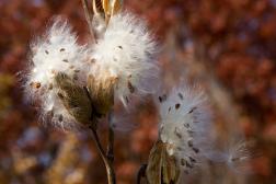 The Patriotic Competition for Milkweed, an Almost-Lost American Story