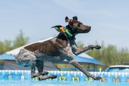 The BODYARMOR State Games Dock Dogs Competition Presented By All Pets Considered is set to make a splash in Downtown Greensboro this summer! 