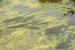 Concern Over Algae Blooms Puts Open Water Event Owners on Notice