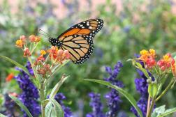 Audubon International announces that its popular Monarchs in the Rough program continues to make a positive impact at golf courses throughout America, and that there is room for up to 20 more courses to get started immediately.