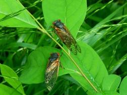 Cicadas