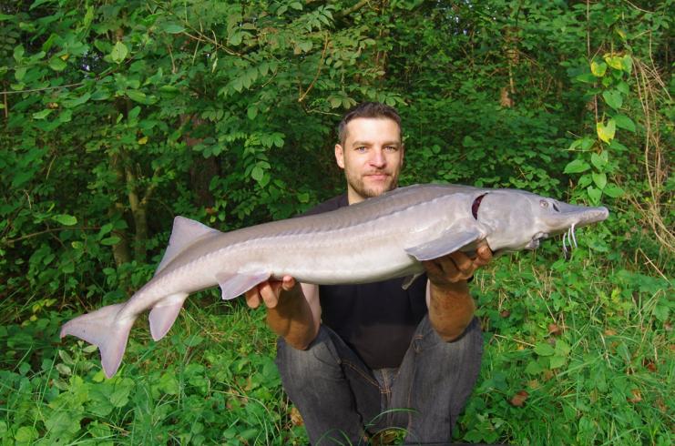 Sturgeon Comeback, Better Conditions Could Bolster Ice Fishing Tourism