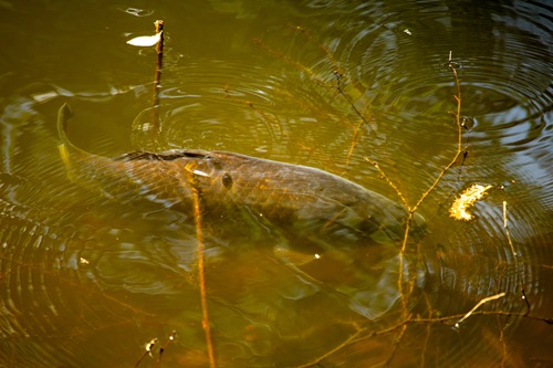 Bowfishing Tournaments Emerging as Weapons to Control Invasive Species