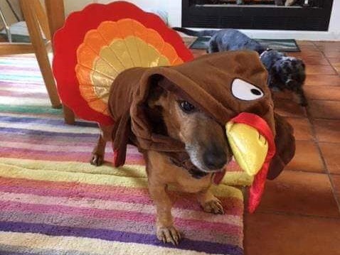 Turkey Trot Training Programs Stuffing the Coffers of 5K Event Owners