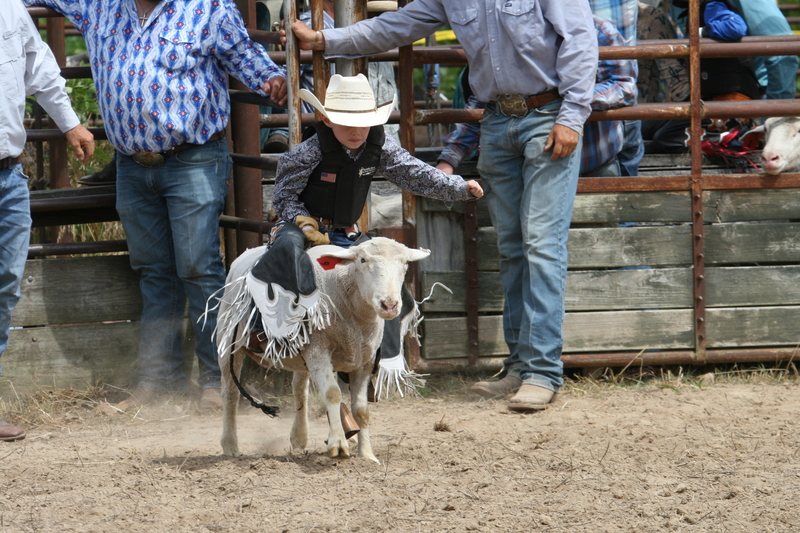 County Fairs Round Up Economic Impact and Serve as Gateway to Rodeo