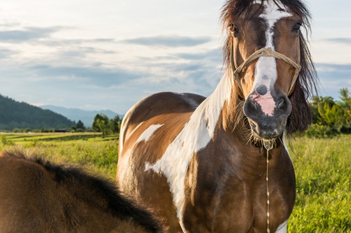 Equine Virus Upending Events